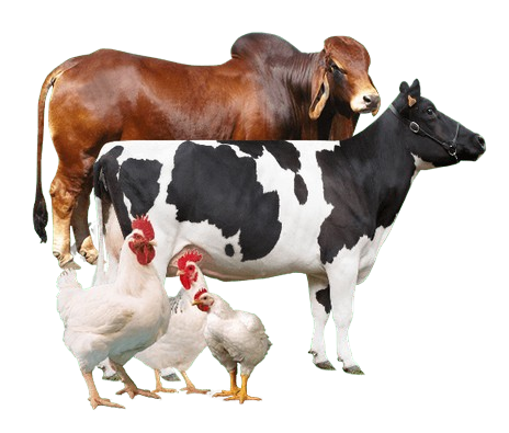 Farm Animals